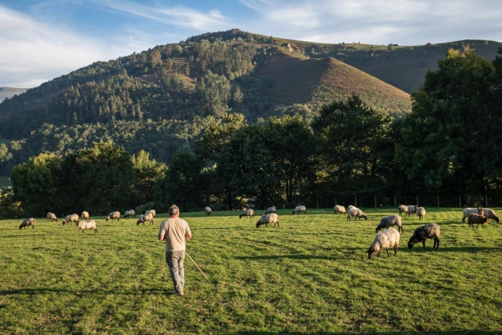 Un pastor en una pradera en el Valle del Pas.