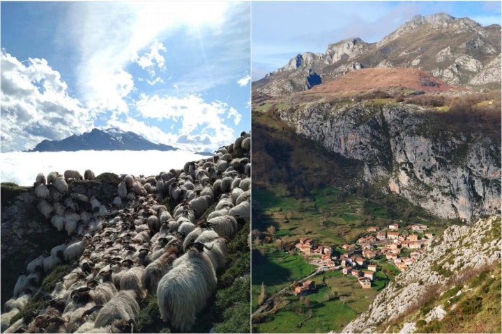 En un lado las ovejas de los Roiz en Picos de Europa; del otro, el pueblo de Bejes.