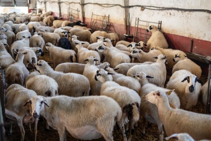 Parte del rebaño de la Ganadería Del Vidal en Oquillas (Burgos).