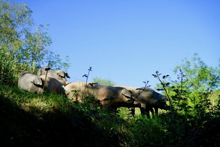 Los 'Gochus' de Monte esperan ansiosos la hora de la comida.