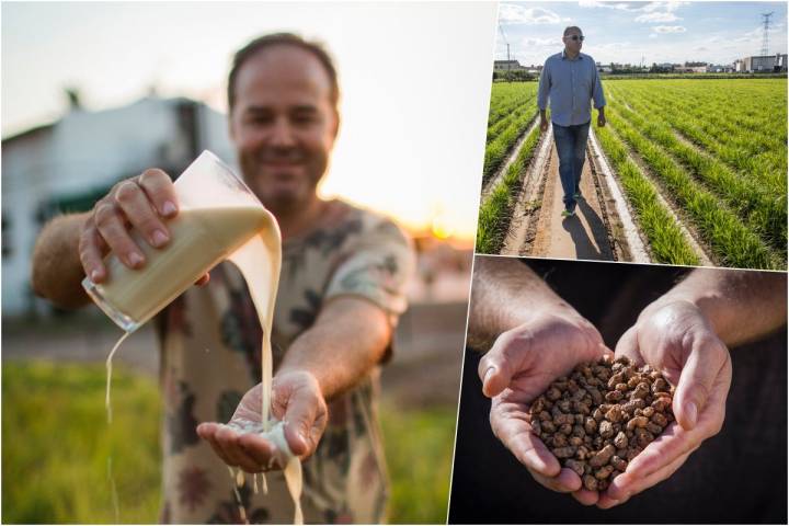 Comprobando la textura de una horchata artesanal, José Bellocq caminando por los cultivos de chufas y un puñado de chufas secas en Sequer lo Blanc, Alboraya (Valencia).