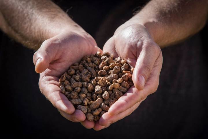 Mostrando un puñado de chufas secas listas para la extracción de su jugo.