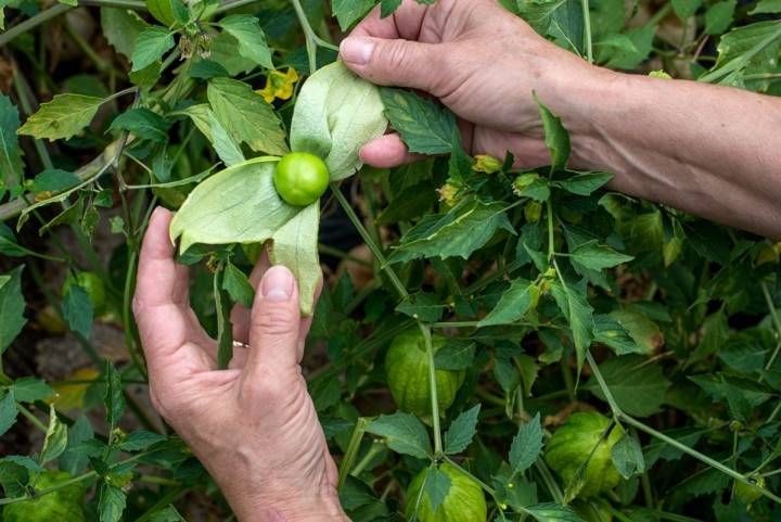 La capucha de este tomate impide que le piquen los bichos.