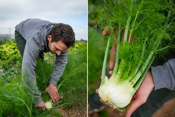 Huerta Sapiens