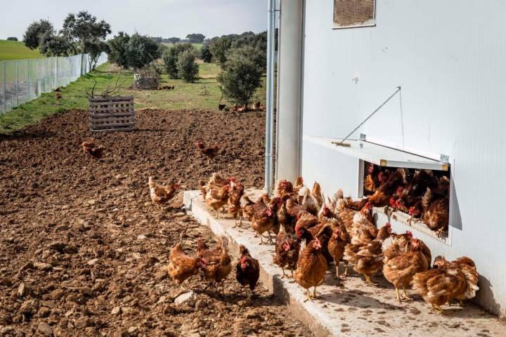 La finca se encuentra en Parada de Arriba, en Salamanca.