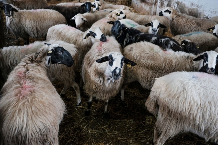 La división dentro del pabellón es estricta para proteger el bienestar de los animales.