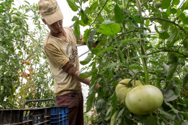 Tomates de Viveros Sola (Navarra)