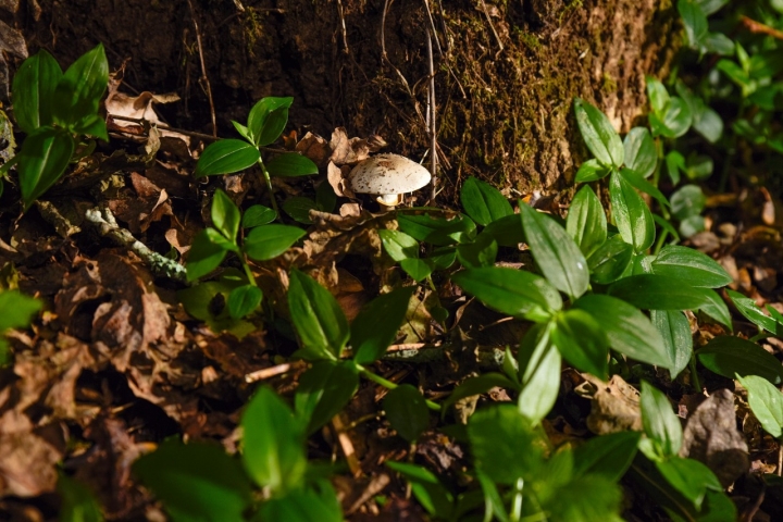 Aquí se "cultiva un modo de vida sostenible, ético y lleno de sentido", decía Joan Roca.