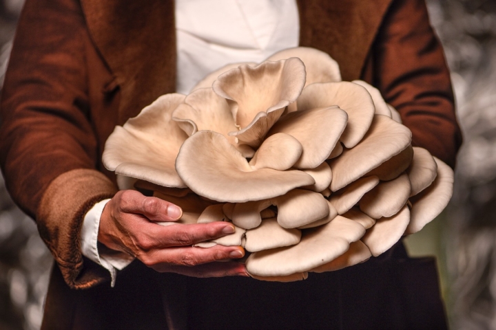 Seta pleurotus ostreatus, conocida como seta de ostra.