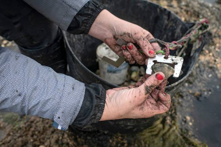 Mariscadoras Amas da Terra calibre