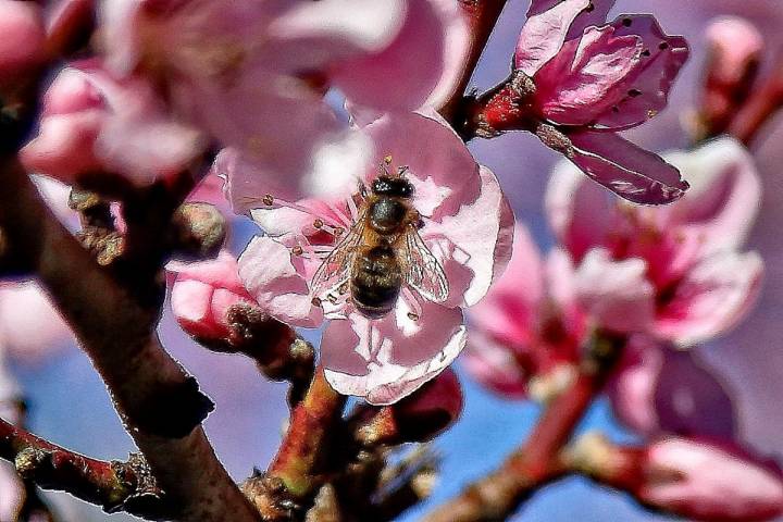 Abeja posada sobre una flor rosa