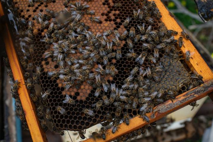 Abejas en colmenas de Tenerife