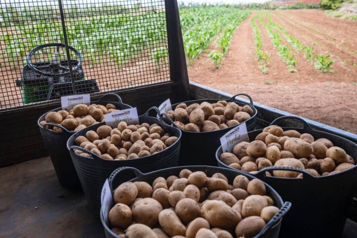 Papas en la finca Los Álamos