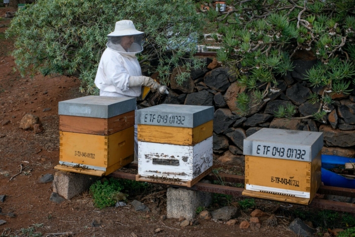 Nieves Estévez, apicultora de Mieles Giovanni (Tenerife)