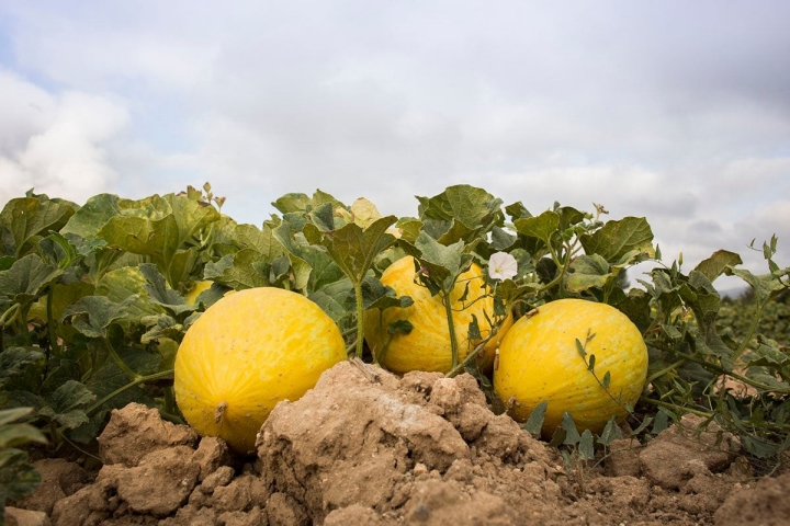 De sabor dulce y compacto en boca, así es el melón 'Diamante'. Foto: Eva Máñez.