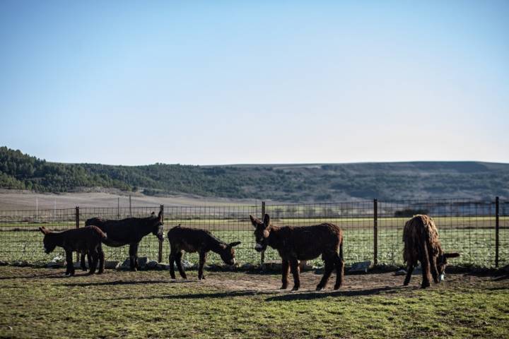 La cooperativa 'Buleza' busca recuperar al burro zamorano-leonés en Torres del Carrizal.