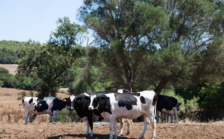 En esta finca todas las vacas son frisonas.