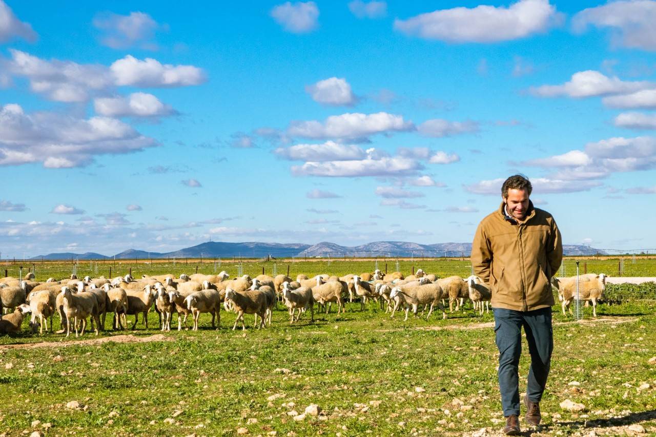 Ovejas en el campo.