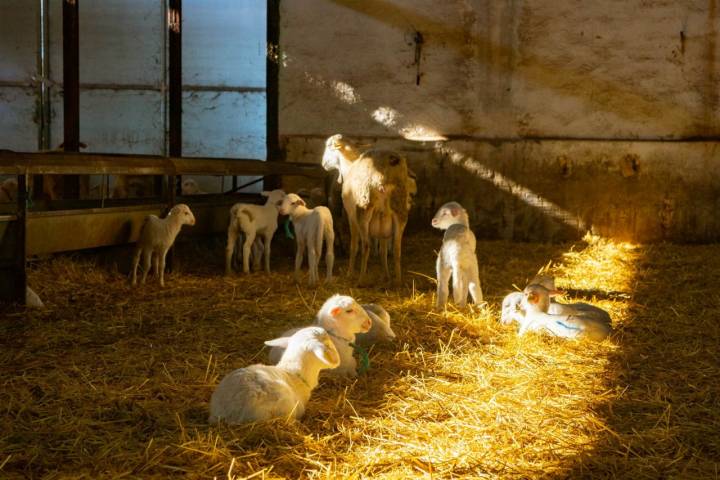 La oveja manchega es en sí mismo un factor de sostenibilidad.