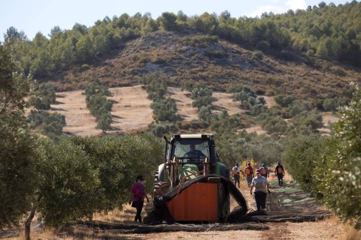 jornaleros trabajando en la finca la torre