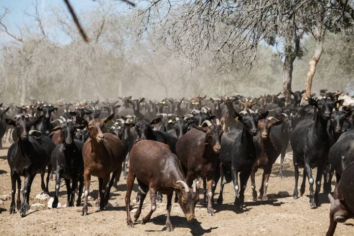 Salida de las cabras al campo.