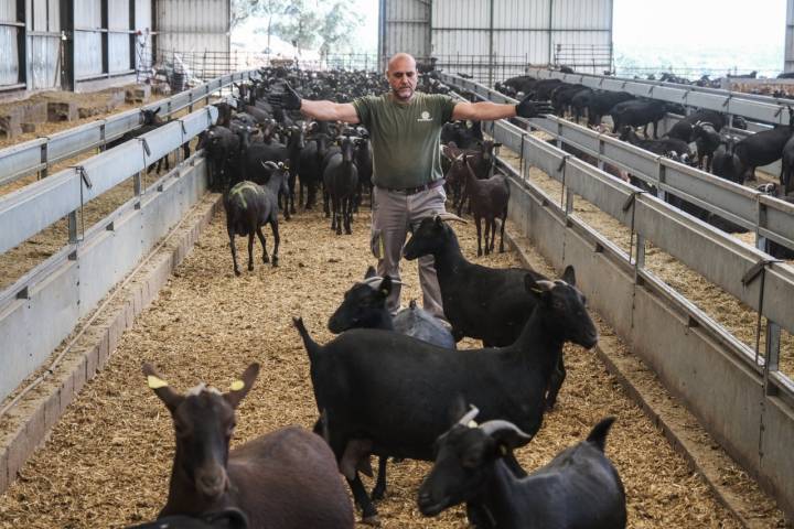 Un trabajador separa a las cabras dentro de la nave para ordeñarlas.