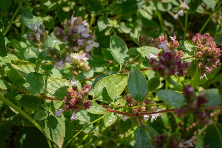 Las flores frescas de orégano, listas para cosechar. 