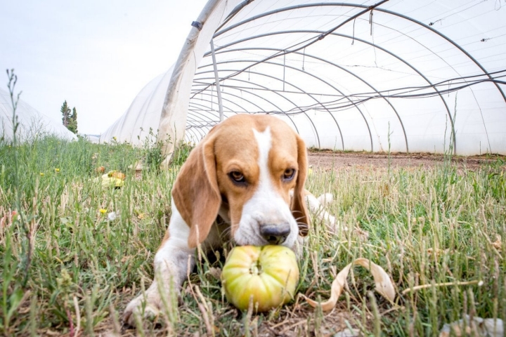 Tomates antiguos de Navarra: Golfo, el perro de los Sola