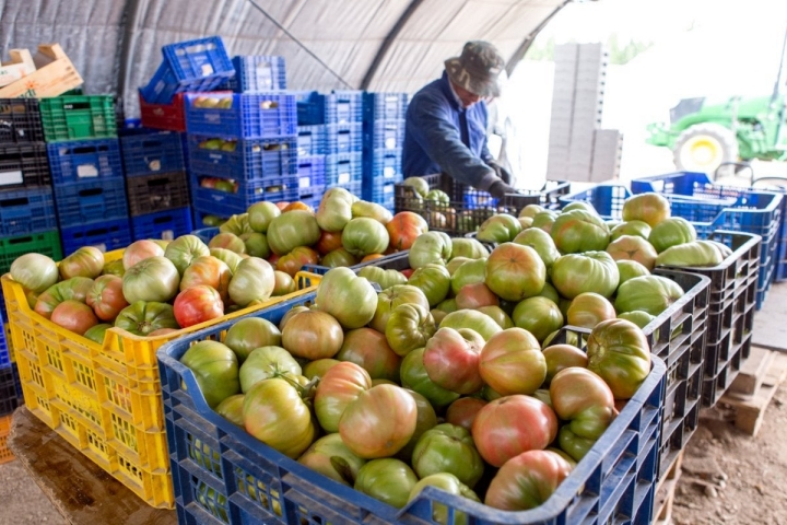 Tomates antiguos de Navarra: tomates pintones en el invernadero de Sola