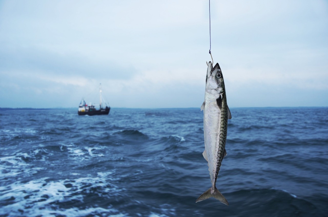 El 'primo pobre' del bonito que brilla en primavera