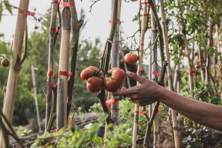 Aquí el tomate sabe a tomate