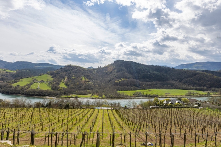 Viñedo Bodega Katxiña