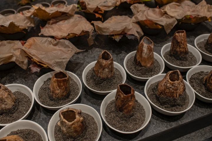 La concha del picoroco.