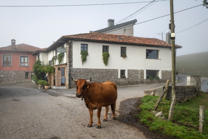 Una vaca en el exterior del restaurante Casa Marcial (Asturias). Una vaca en el exterior del restaurante Casa Marcial (Asturias).