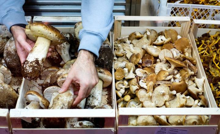 Boletus y setas de cardo preparadas para ser transportadas a 'El Brote'.