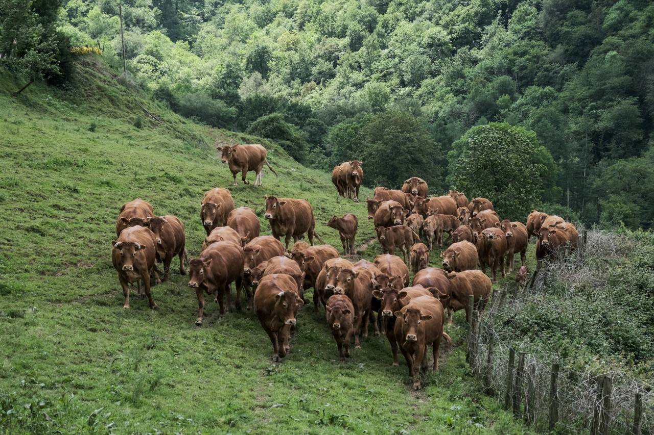 Vacas de la granja Usarre.