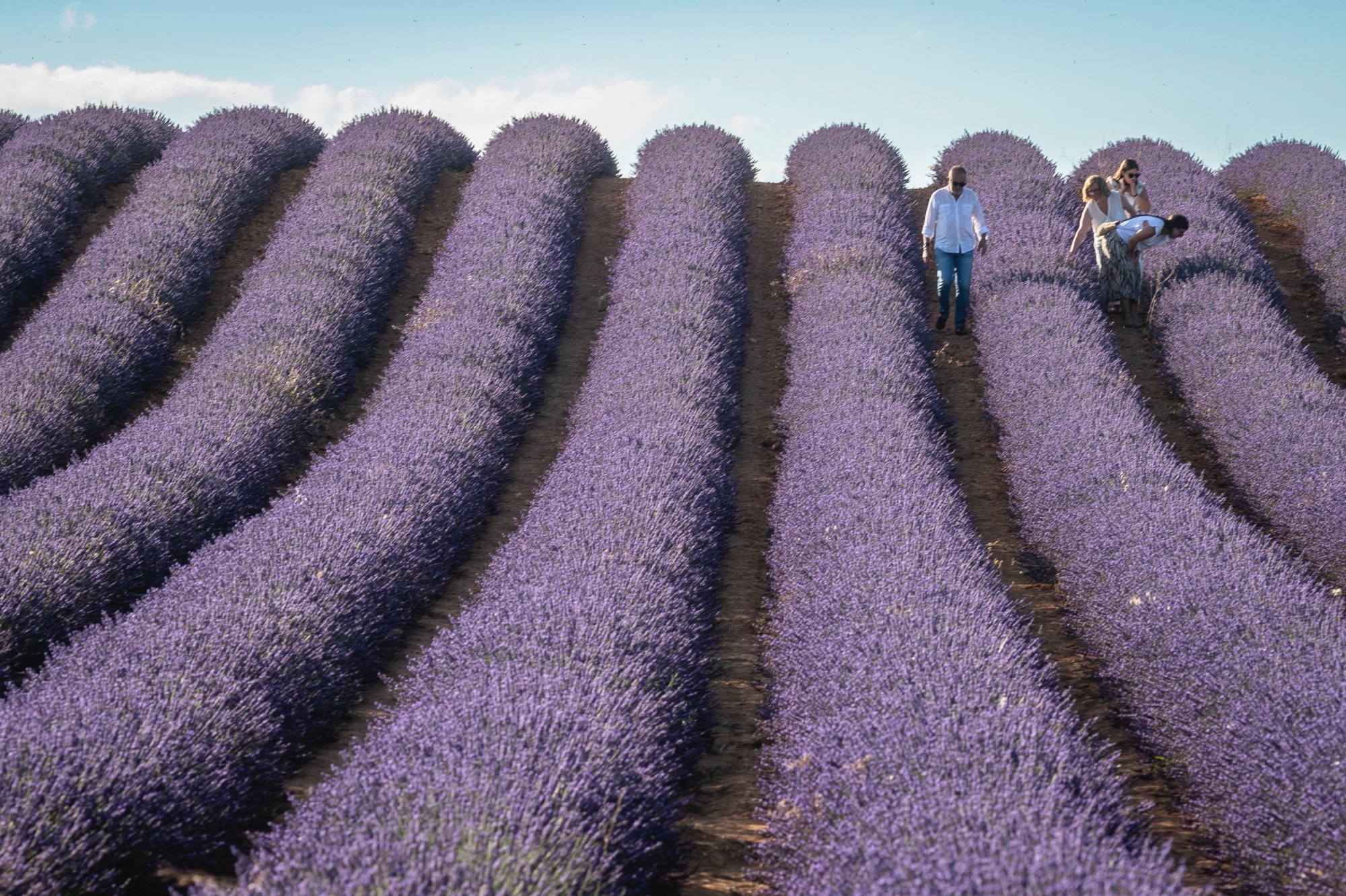 Julio es el mes en el que la lavanda florece