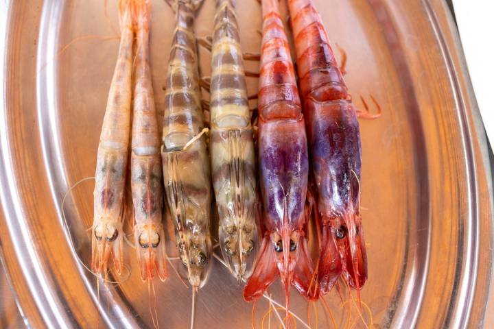 Gamba blanca, gamba roja y langostino de alba.