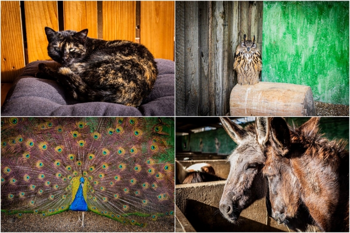 Los visitantes podrán ver y aprender de gran variedad de especies.
