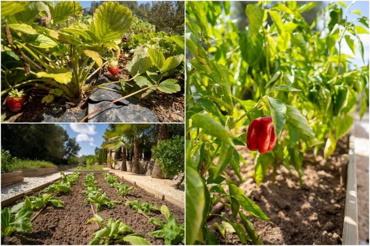 Huerto Finca Serena