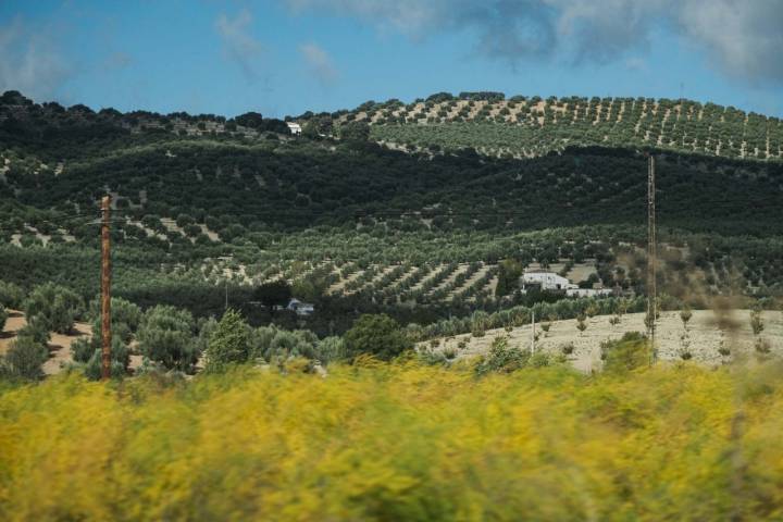 Olivos en la zona de poniente