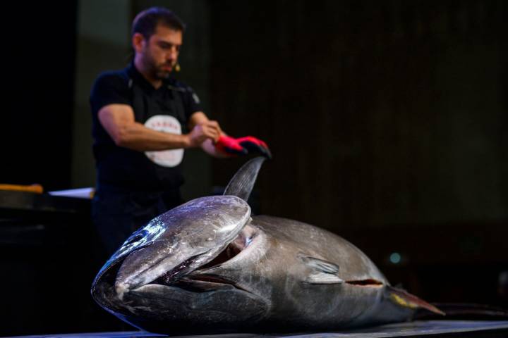 Un atún protagonizó una de los 'showcooking' del congreso.