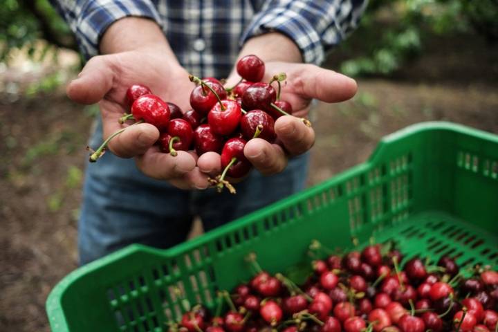 Recetas de 'El sabor de Venecia': cerezas