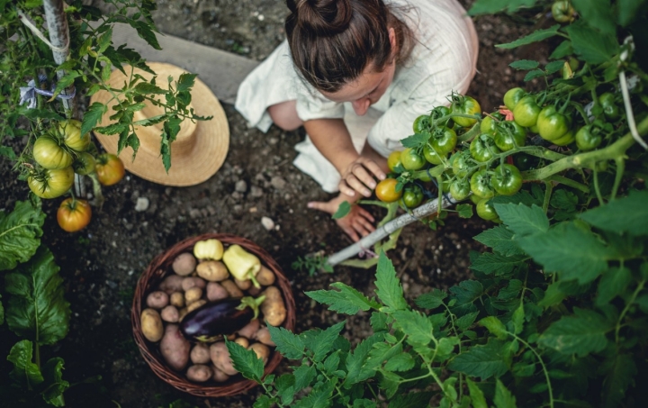 El tomate y la patata siempre hacen un buen matrimonio. Foto: iStock
