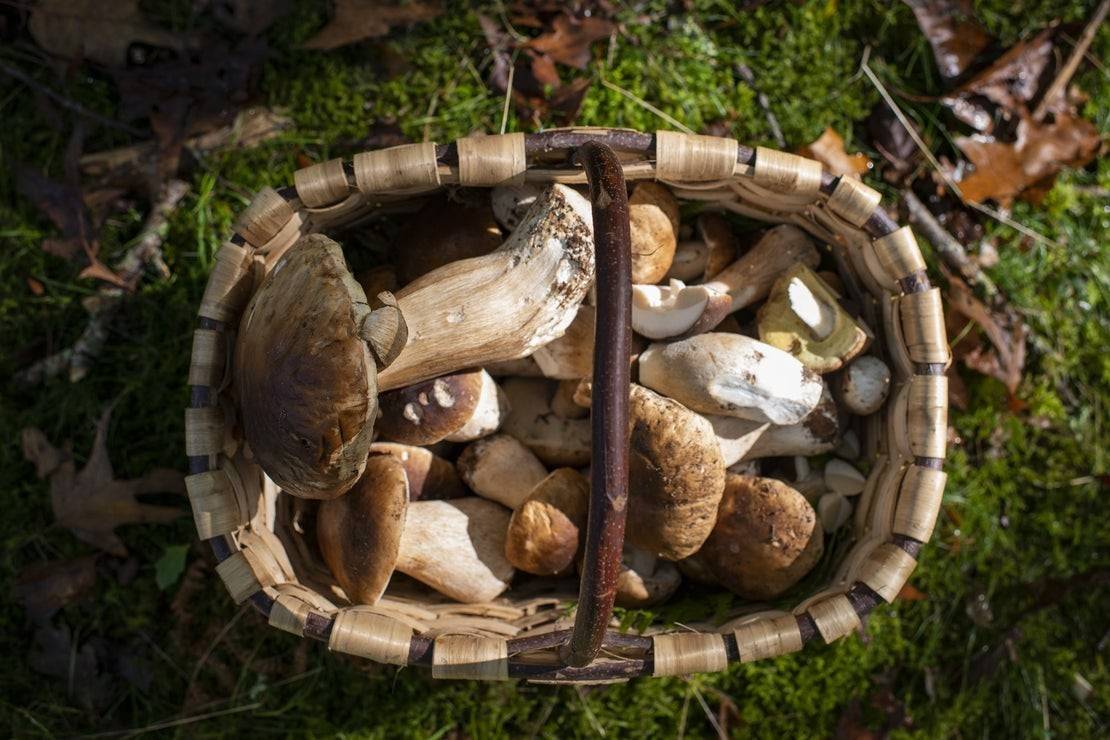 El boletus, de cenicienta a princesa