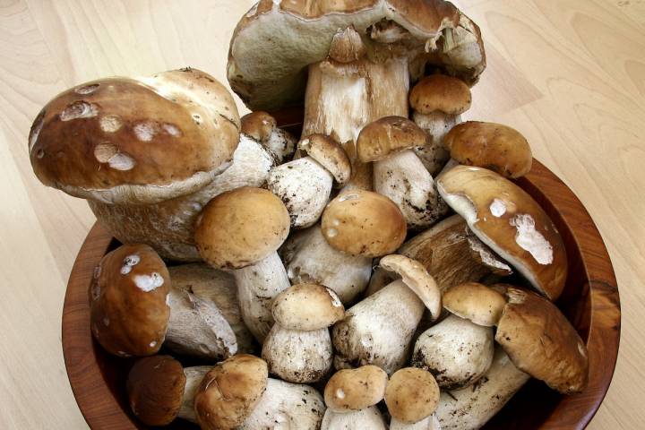 Boletus edulis.