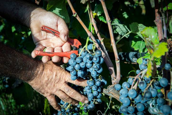 En 'Celler del Roure' han conseguido recuperar una variedad local casi extinguida, la 'mandó'.