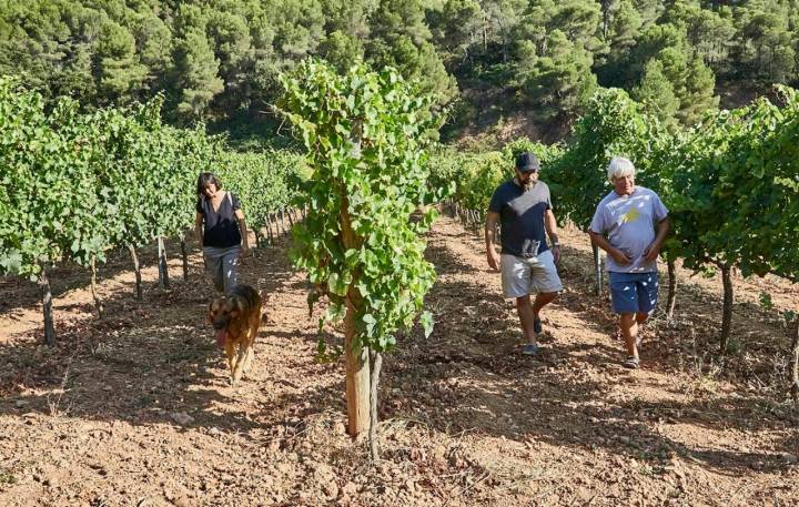 viñedos bodega escoda sanahuja