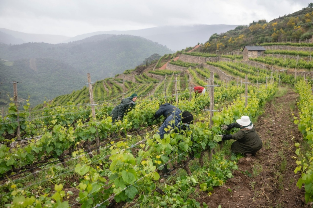 El bodeguero que elevó a lo más alto los vinos gallegos