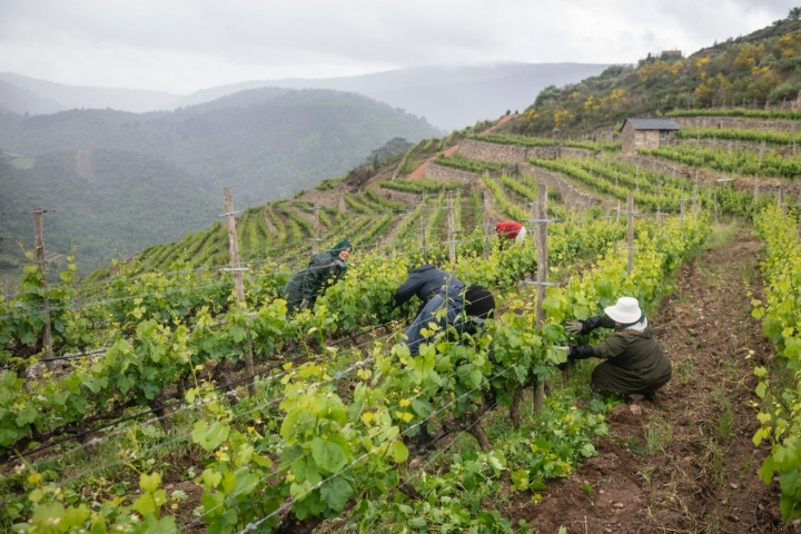 Trabajadores en la viña de la bodega Rafael Palacios (Ourense).